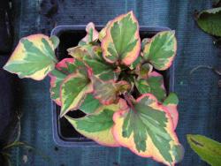 Houttuynia cordata 'chameleon'