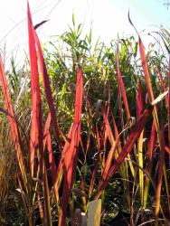 Imperata cylindrica 'rubra'