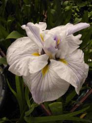 Iris ensata (= I. kaempferi) 'azuma kagami'
