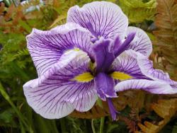 Iris ensata (= I. kaempferi) 'Geisha Gown'