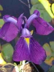 Iris ensata (= Iris kaempferi)