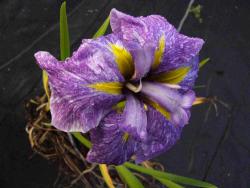 Iris ensata (=I. kaempferi) 'Dainagon'
