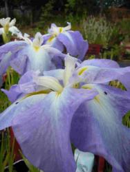 Iris ensata (= kaempferi ) 'Ocean mist'