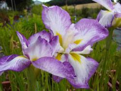 Iris ensata ( =kaempferi) 'Royal crown'