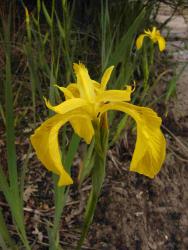 Iris pseudacorus