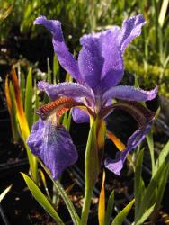 Iris sanguinea