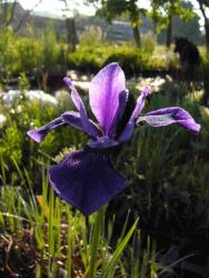 Iris sibirica 'Vi Lhuin'