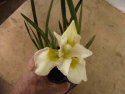 Iris sibirica 'fourfold white'