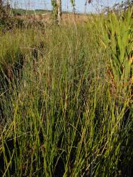 Juncus effusus