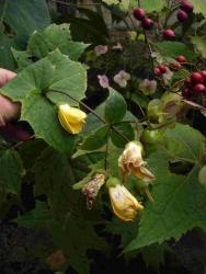 Kirengeshoma palmata subsp. koreana