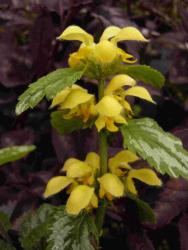 Lamium galeobdolon ssp. montanum 'florentinum'