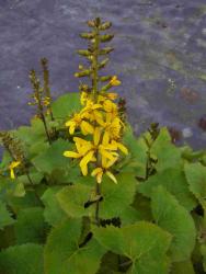 Ligularia 'zepter'