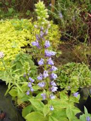 Lobelia syphilitica