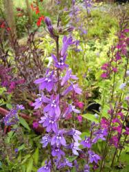 Lobelia X gerardii 'vedrariensis'