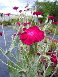 Lychnis coronaria