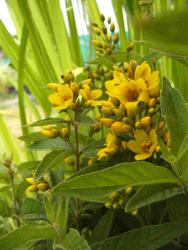 Lysimachia punctata