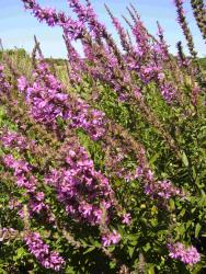 Lythrum salicaria