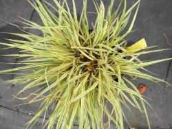 Molinia caerulea subsp. caerulea 'variegata'