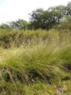 Molinia caerulea subsp. arundinacea