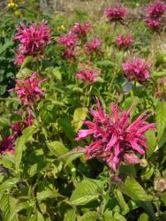 Monarda X 'Cambridge scarlet'