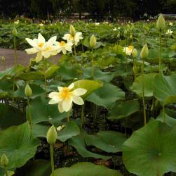 Nelumbo lutea