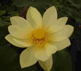 Nelumbo lutea