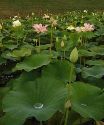 Nelumbo nucifera