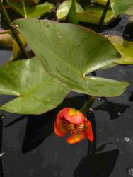 Nuphar japonica