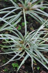 Ophiopogon japonicus 'Silver mist' (= 'kijimakukidoma')