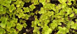 Origanum aureum
