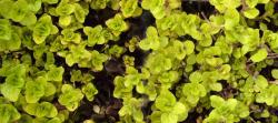 Origanum aureum