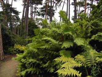 Osmunda regalis