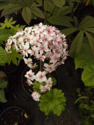 Darmera peltata (syn. Peltiphyllum peltatum)