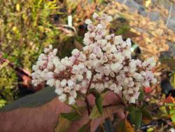 Persicaria campanulata