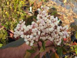 Persicaria campanulata