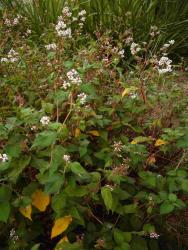 Persicaria campanulata