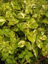 Persicaria filiformis 'painter's palette'