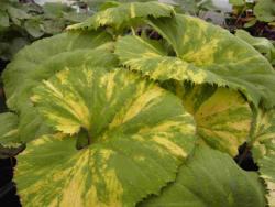 Petasites japonicus var. giganteus 'variegatus'