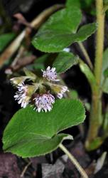 Petasites fragrans