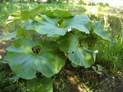 Petasites japonicus var. giganteus