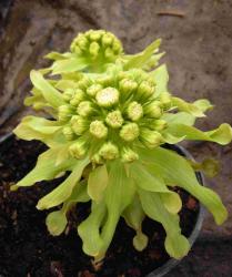 Petasites japonicus var. giganteus