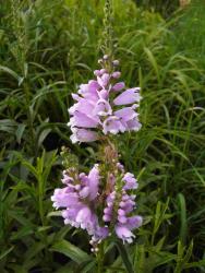 Physostegia virginiana