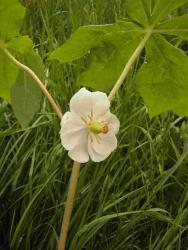 Podophyllum peltatum