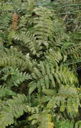 Polystichum polyblepharum