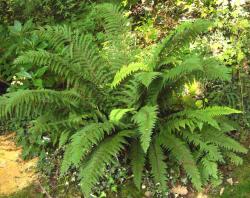 Polystichum proliferum