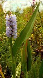 Pontederia 'Azurea'