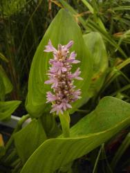 Pontederia 'Pink Pons'