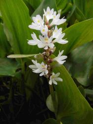 Pontederia cordata 'alba'