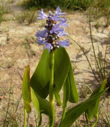 Pontederia cordata