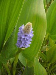 Pontederia lanceolata